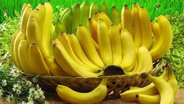 香蕉怎么种植产量高？香蕉优质高产施肥技术方案