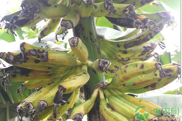 香蕉怎么种植产量高？香蕉优质高产施肥技术方案